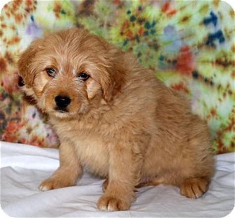 We did not find results for: Glastonbury, CT - Goldendoodle/Golden Retriever Mix. Meet ...