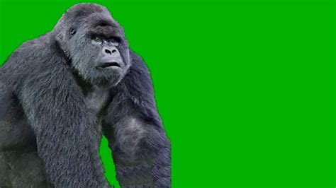 Green Gorilla 50th Crystalmain