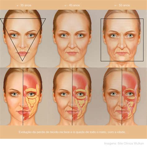 Compartimentos De Gordura Da Face