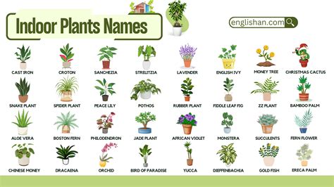 Common Indoor Plants Names With Pictures Englishan