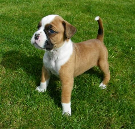 All of our puppies go home with a lifetime warranty and their puppy shots completed!all of our puppies for sale in pa are from reputable puppy breeders in the aca five star achievement program. ResearchBreeder.com - Find Boxer Puppies for Sale. Genetic ...