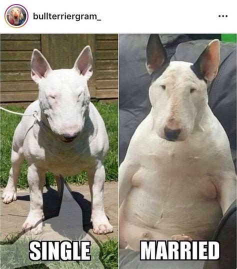That Happens To Human As Well Bull Terrier Funny English Bull