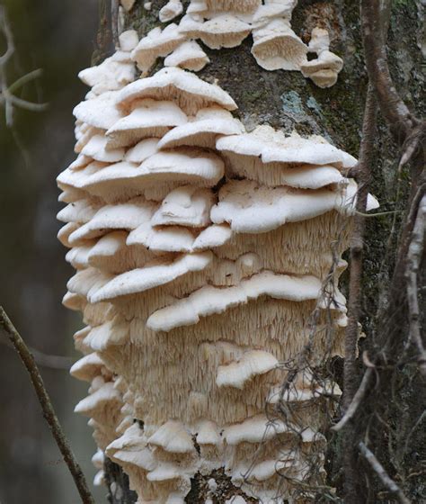 White Tree Fungus Photograph By Rd Erickson Pixels
