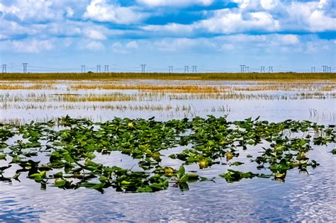 Free sawgrass stock photos. Download the best free sawgrass images at ...