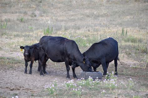 garlic for horn fly control unl beef