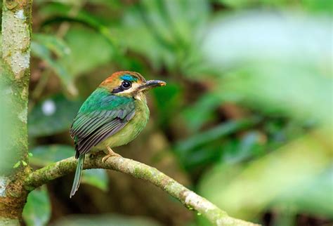 Where To Go Birding In El Petén Guatemala Part 1 Wildlife