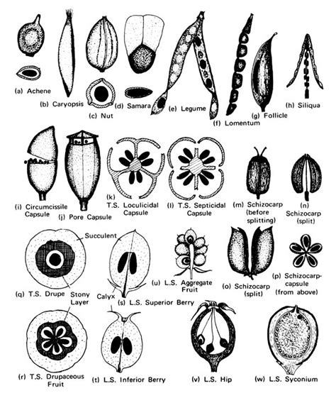 Fruit Glossary Eflora Vascular Plants Of The Sydney Region The