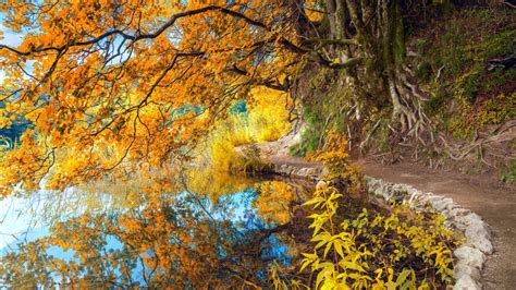 Yellow Fall Tree With Reflection On Lake Hd Nature Wallpapers Hd