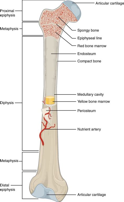 Human skeletal diagram labeled bones college ruled composition notebook: Röhrenknochen (Os longum) || Med-koM