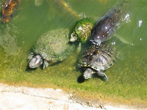 Schließlich kann man der schildkröte durch das senken von temperatur und durch andere dinge dabei helfen, winterschlaf zu halten. Futter für Schildkröten. Inhalt Schildkröten zu Hause