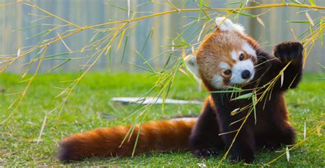 Oso Panda Hábitat Alimentación Y Características