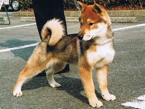 Shikoku Dog Shikoku Ken Info Temperament Puppies Pictures