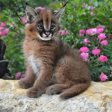 Adorable Photos Of Baby Caracals One Of The Most Beautiful Cat Species