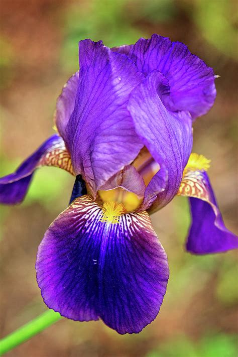 Purple Bearded Iris Print Photograph By Gwen Gibson