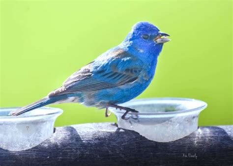 5 Simple Ways To Attract Indigo Buntings To Your Yard Unianimal