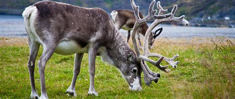 Norway To Cull Reindeer Herd To Stem Cwd The Wildlife