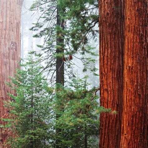 Redwood And Cedar Fragrance Oil