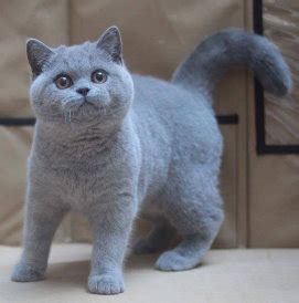 The british shorthair, also called the english cat or simply the brit, is the national cat of the british isles. Penguin_Alex - PSNProfiles