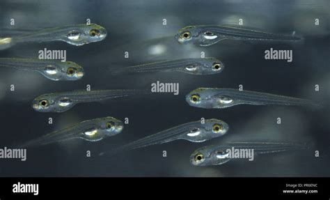 Human Diseases High Resolution Stock Photography and Images - Alamy