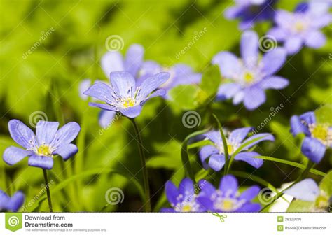 Blossoming Glades Stock Photo Image Of Head Glade Field 28320036