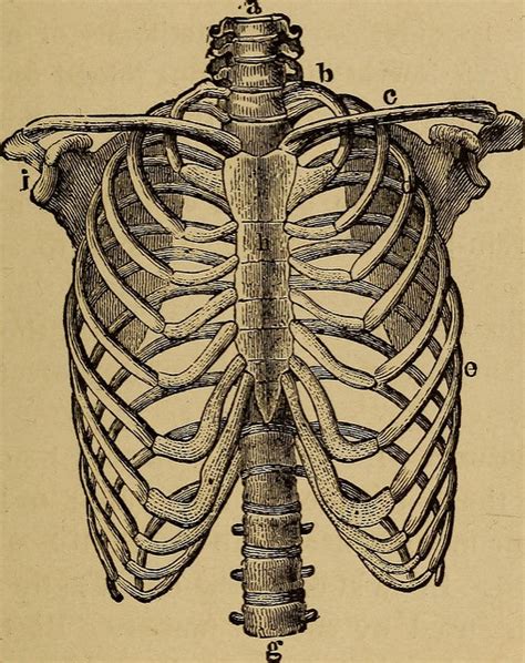 Rib cage, in vertebrate anatomy, basketlike skeletal structure that forms the chest, or thorax, and is made up of the ribs and their corresponding attachments to the sternum (breastbone) and the vertebral column. Rib Dislocation vs. Separation | Study.com
