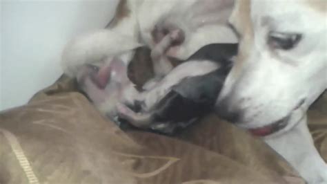 My Beautiful Dog Giving Birth To A Puppy Live On Camera Watch