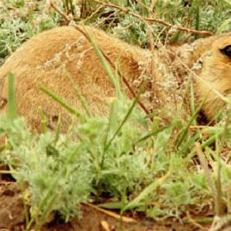 Adult Yellow Ground Squirrel Spermophilus Fulvus From The Saratov Download Scientific Diagram