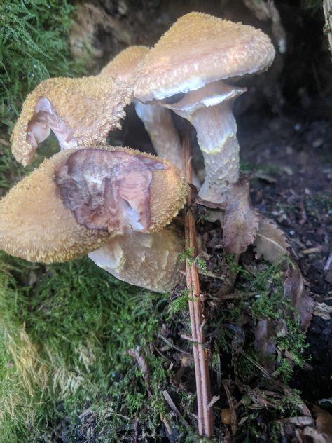 Id Please Found Near Long Beach Wa Mycology Fungi Mushrooms