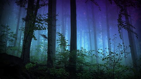 Forest Tree Bush Night Light Branches Fog Hd Wallpaper