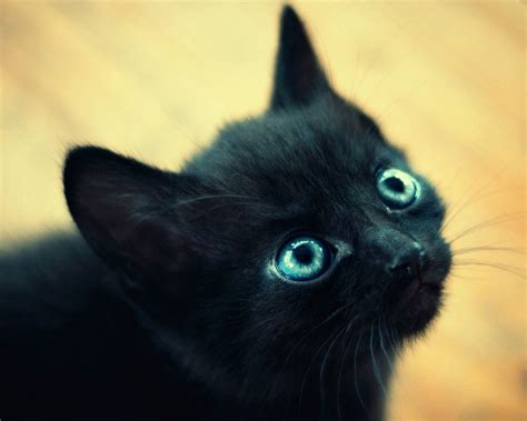 Black Cat With Big Blue Eyes Cat With Blue Eyes Beautiful Cats Cute