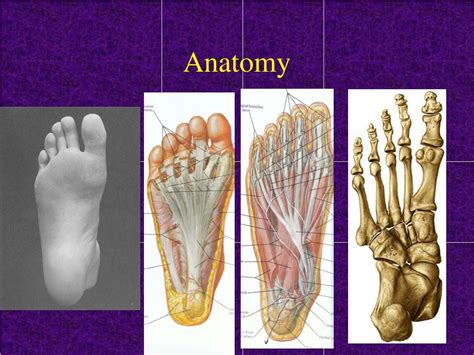 Ppt Examination Of The Foot And Ankle Powerpoint Presentation Free