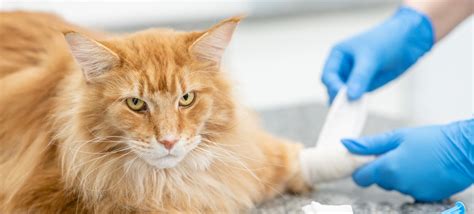 Cat Fight Wounds Treatment Fermina Parent