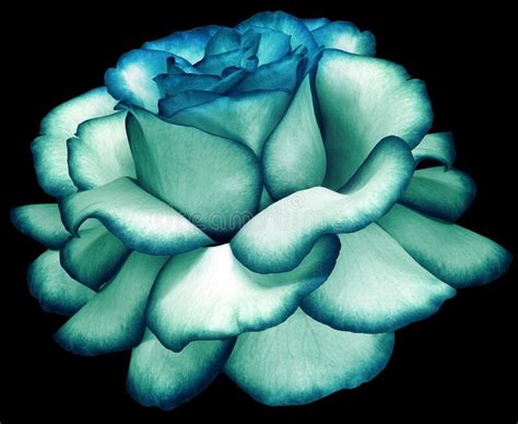 Turquoise Rose Flower On Black Isolated Background With Clipping Path