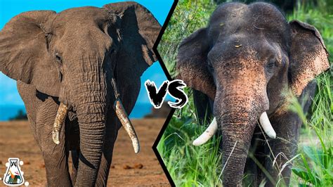 What'S The Difference Between An African Elephant And An Indian
