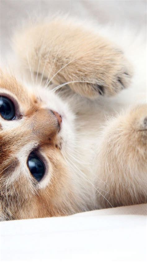 Free Download Download Wallpaper 2048x1152 Cat Kitten Cute Foot Face Hd