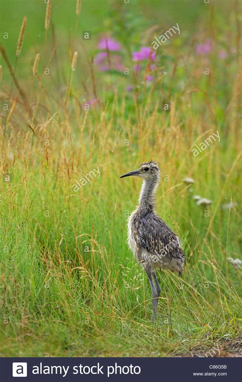 Curlew Chick High Resolution Stock Photography And Images Alamy
