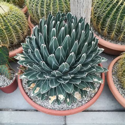 Plant database entry for sisal (agave sisalana 'variegata') with 3 images and 21 data details. Agave victoriae-reginae XL | Agave, Succulents, Plants