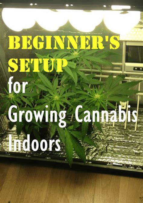How To Grow Weed Indoors For Beginners Step By Step 420 Beginner