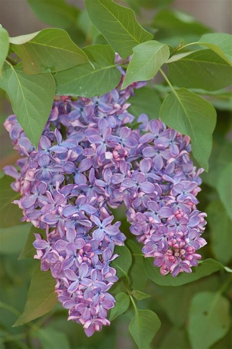 Growing Tips For The Fragrant Lilac Bush Lilac Bushes