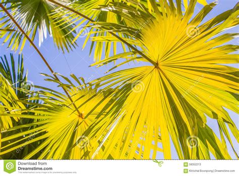 Palm Leaves Yellow Stock Image Image Of Background Radial 58352213
