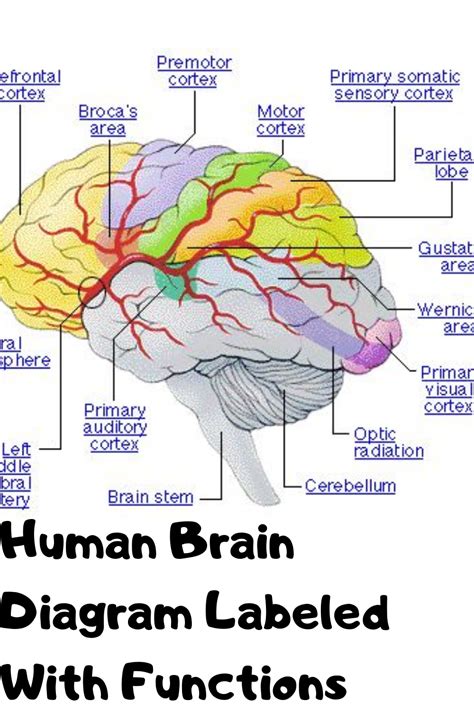 Labeled Diagram Of A Brain