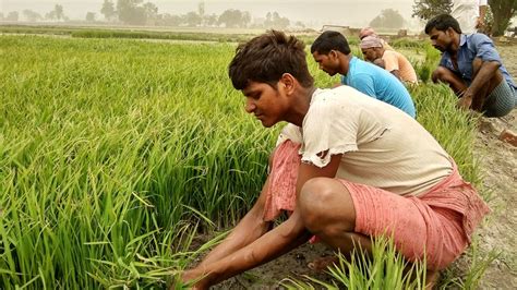 Paddy in Punjab, Part 2: High-cost farming is degrading quality of soil, driving small farmers 