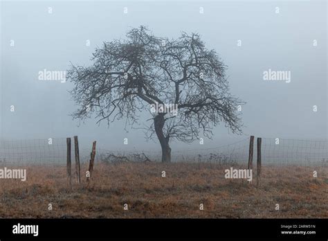 Beauty Of The Fog Hi Res Stock Photography And Images Alamy