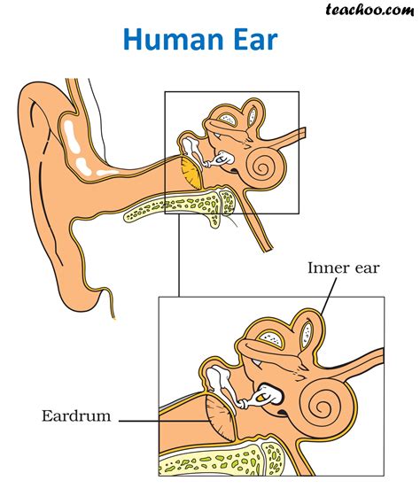 Structure Of Human Ear Class 8 Clip Art Library