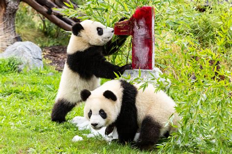 A Year Of Panda Cub Cuteness Zoo Berlin