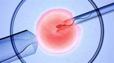 C Mo Se Hace La Fecundaci N In Vitro Biofertility Center