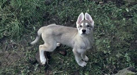 Dire Wolf Puppy Wolf Puppy Northern Inuit Dog Puppies