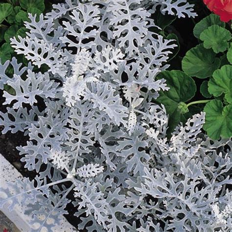 Silver and grey foliage is very adaptable and also has a definite character of its own. 404 - Page Not Found - Dobies of Devon