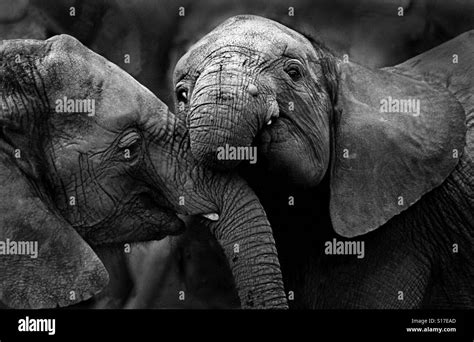 Baby African Elephants Play Stock Photo Alamy
