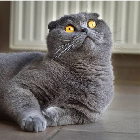 Фото самых красивых кошек в мире название пород | KRASOTA.ru